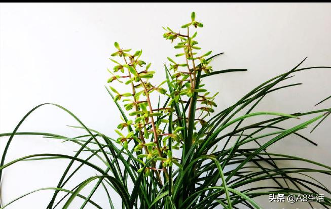 长寿梅蕙兰怎么种植,蕙兰老八种兰花哪一种最好