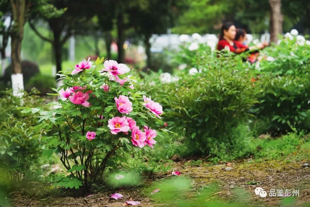 牡丹花开惹人醉鸟语花香,牡丹花开国色天香惹人醉
