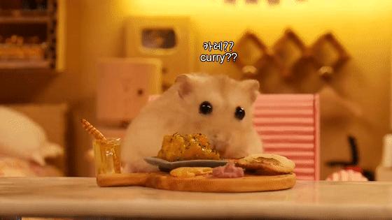 超可爱动物吃播治愈70万人，仓鼠、小熊猫、鹦鹉萌翻全网