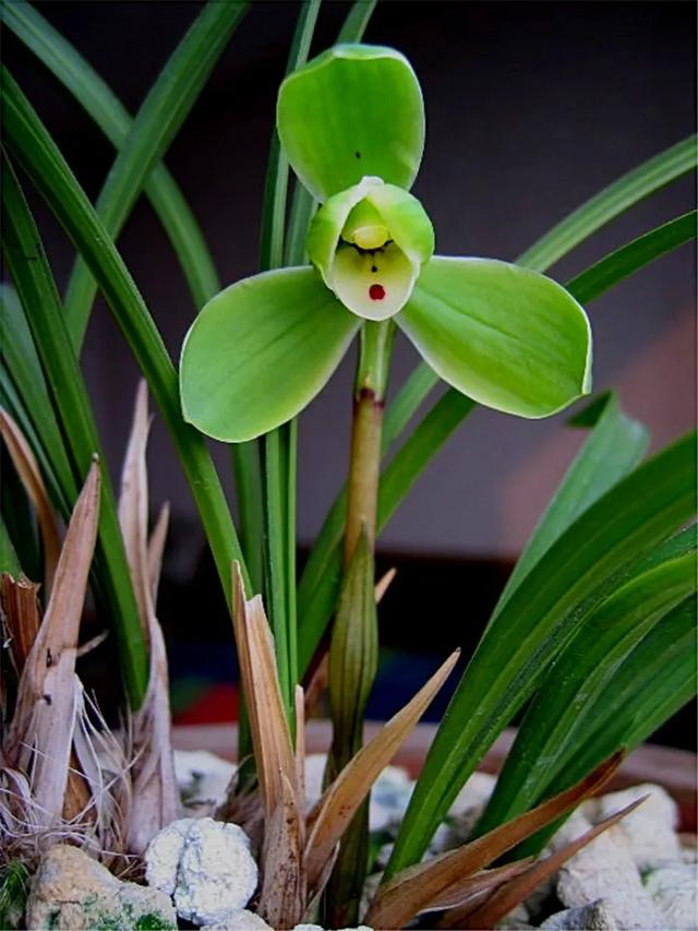 什么兰既好养开花又香,最好养的兰花四季兰介绍