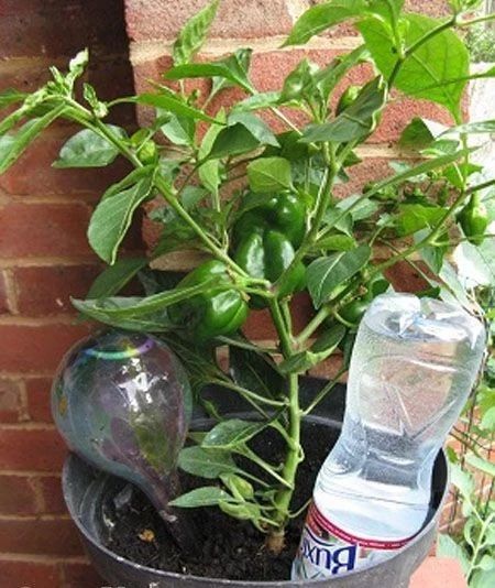 离家一个月的植物怎么浇水,出门太久怎么给植物浇水