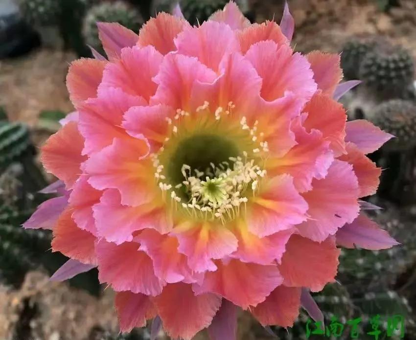 100种仙人球花图片,100种仙人球的品种视频