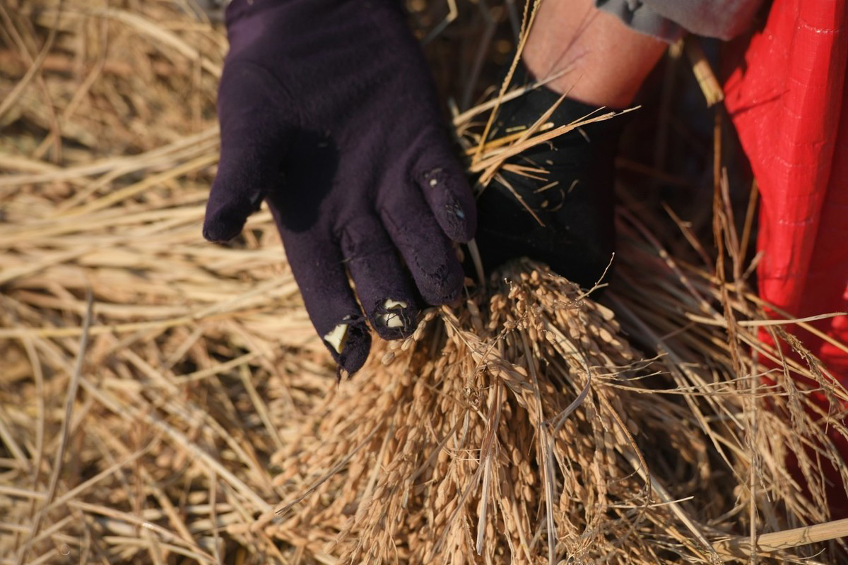 吉林好大米推荐,吉林好吃的大米品牌