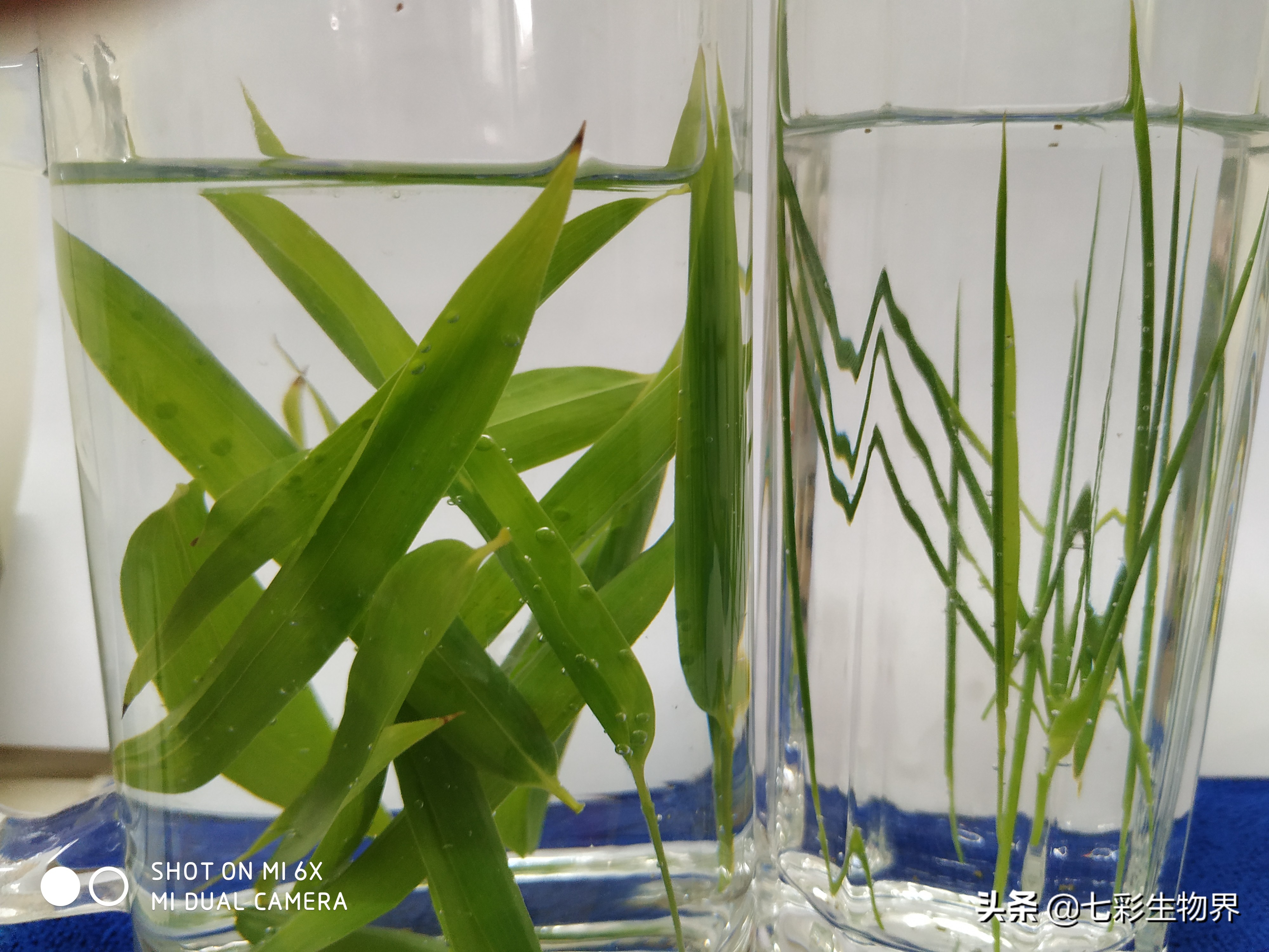 清热解暑就喝竹叶薄荷茶,竹叶茶可以去火去湿嘛