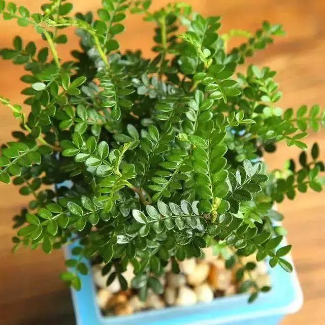 网购的植物好看又好养活的有哪些,网上买什么植物好看好养