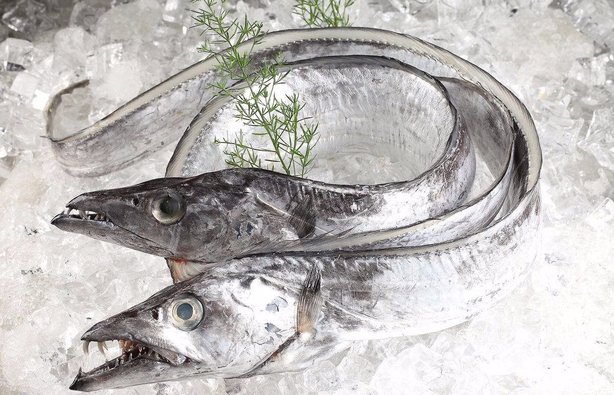 挑选带鱼老渔民教你看4点,如何挑选带鱼的正确方法