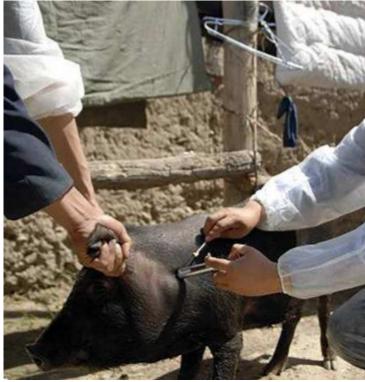 养猪不发烧的小妙招,养猪怎么打针不跑