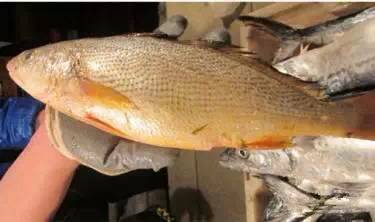 中国海鲜河鲜,市场河鲜海鲜种类大全