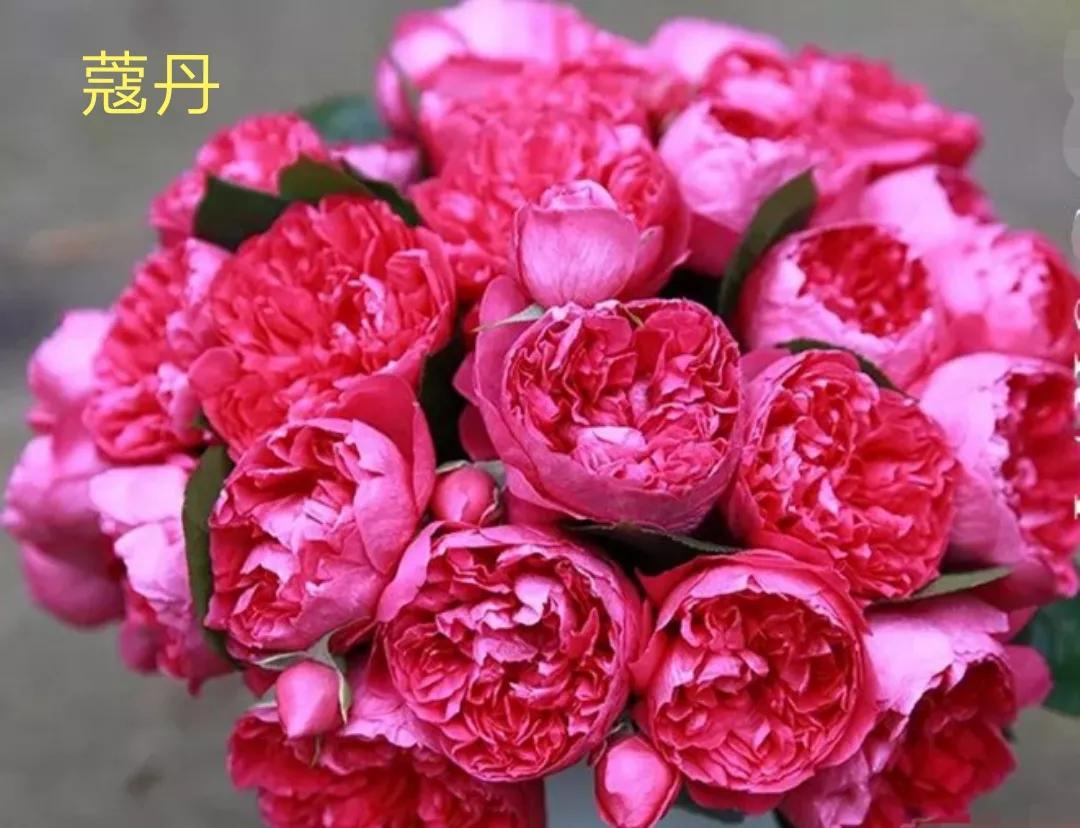 适合做切花的月季品种,十大公认最好切花月季