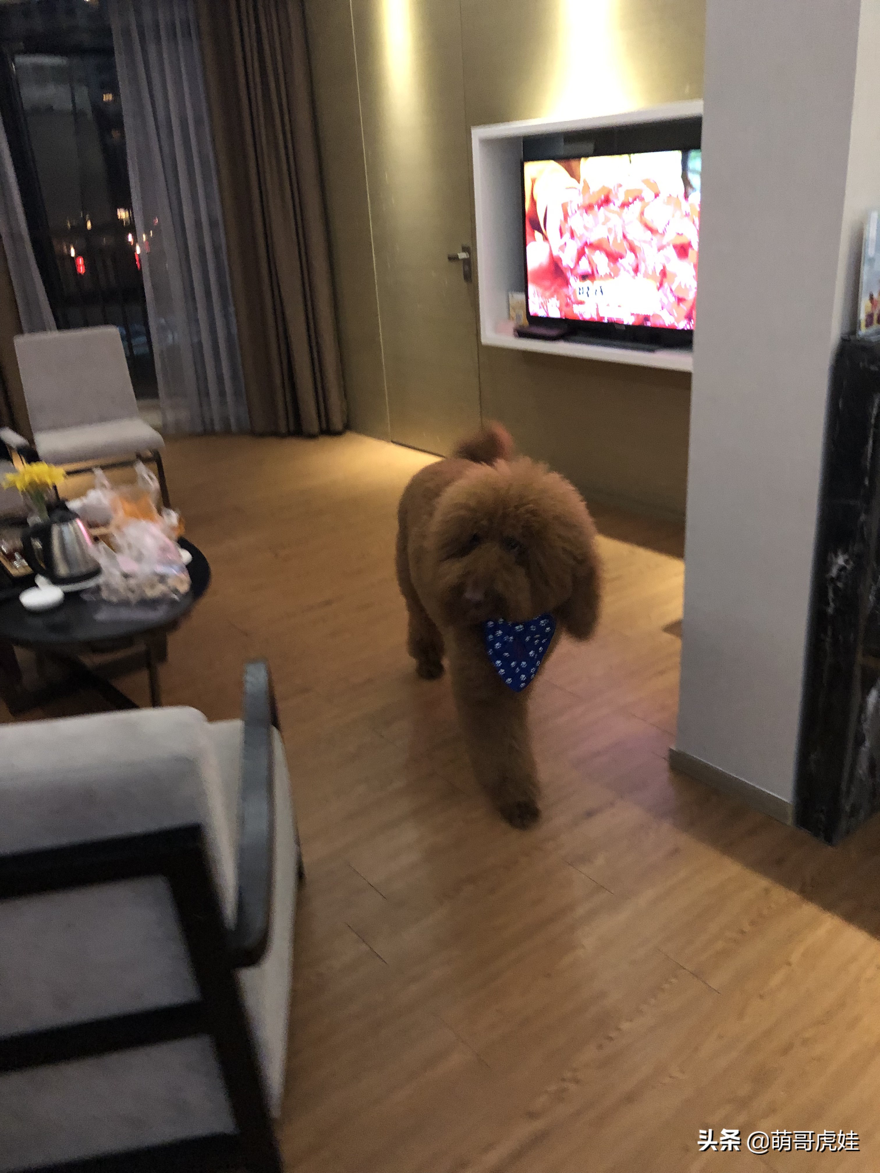 过年不忍心把宠物丢在家，霸气主人带着4只猫狗龟一起出门住酒店