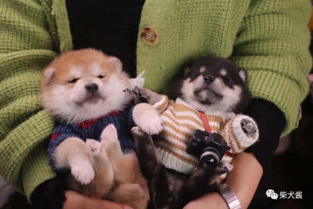 柴犬一般买什么血统,柴犬一定要买笼子嘛