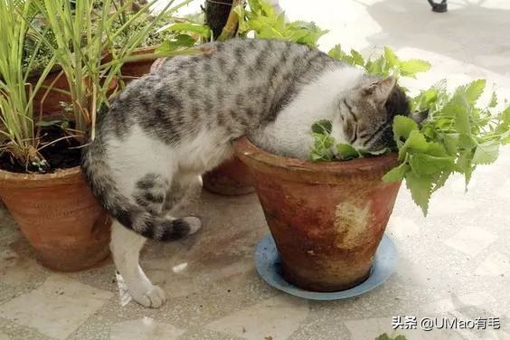 我们败了两款新型“猫*品毒**”孝敬主子，你猜哪种比较受猫欢迎？