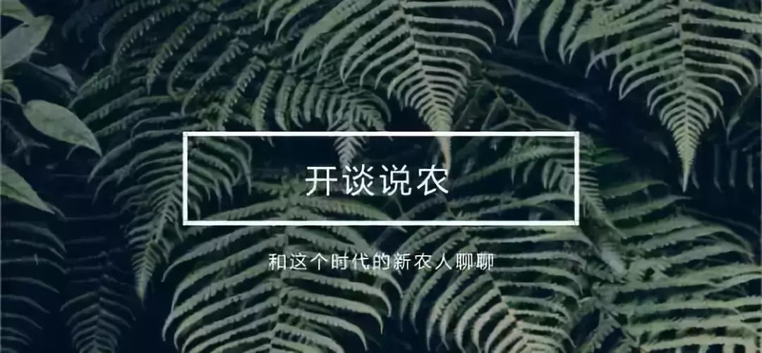 日本进口青提,日本原装进口青提