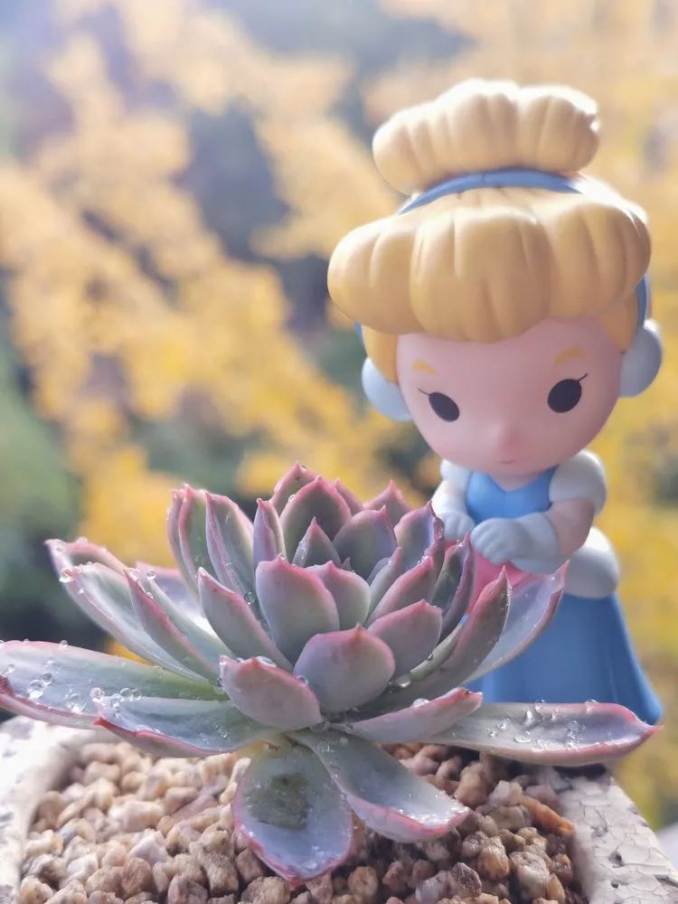 对多肉的热爱深入骨髓,当激情退却希望你依然保持热爱