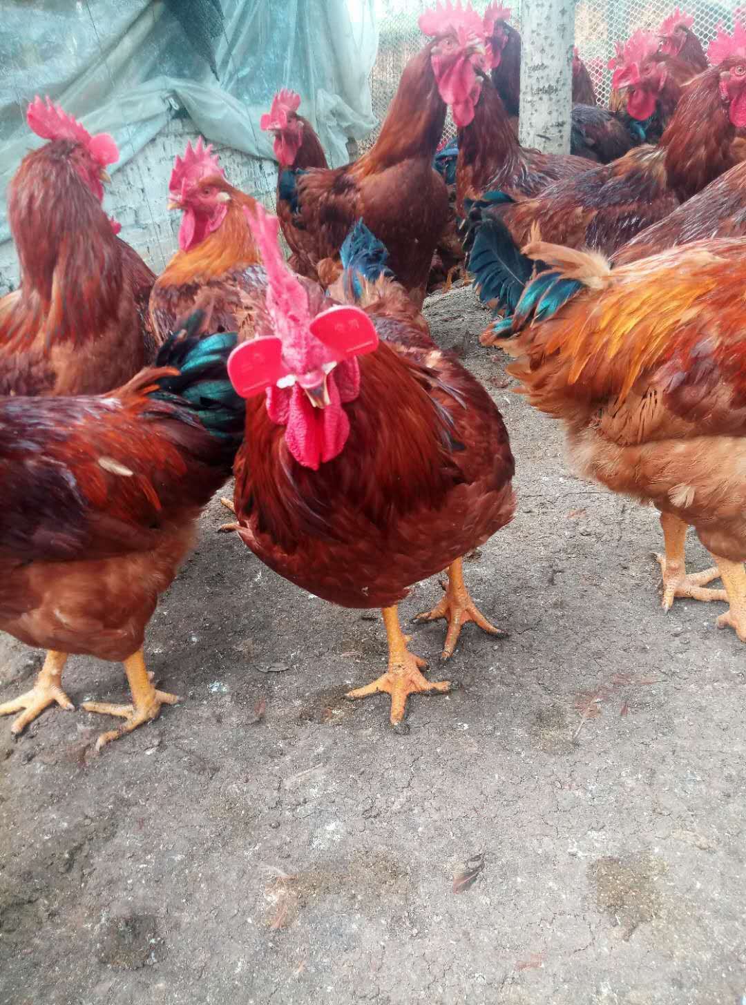 鸡群啄肛,散养鸡啄蛋最佳解决方法