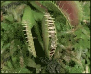 青蛙被昆虫吃掉的视频教程,水甲虫被青蛙吞食