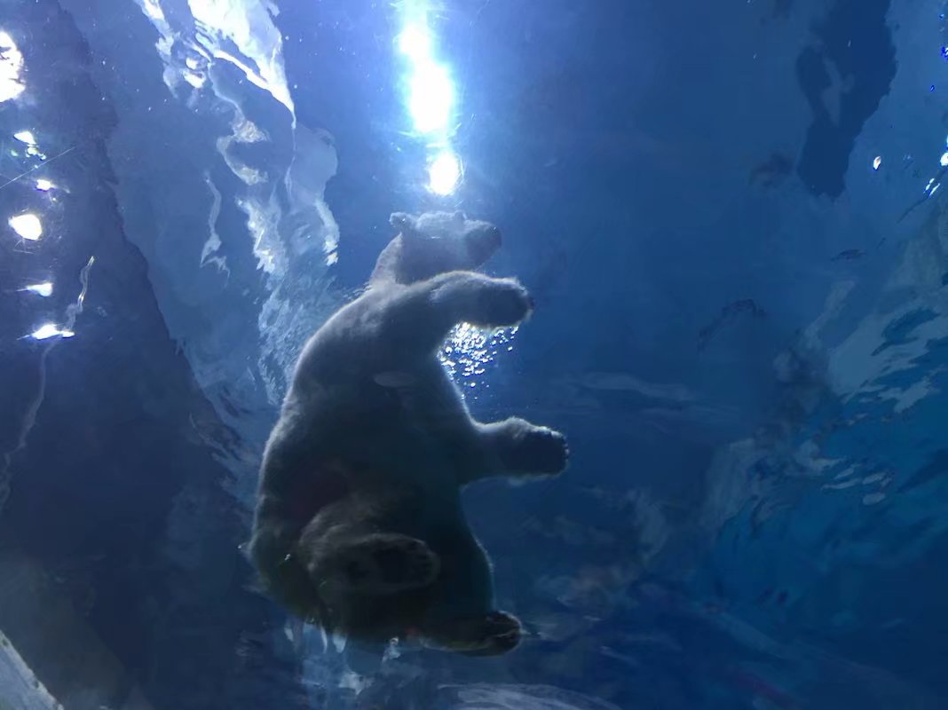 全球最大的长隆海洋公园,沉浸式参观长隆海洋王国