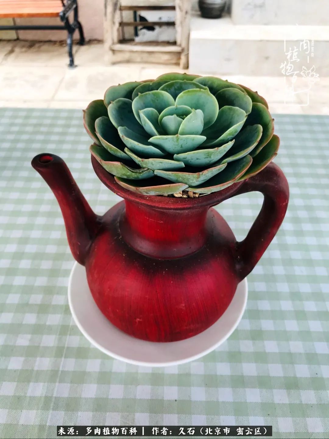 与多肉朝夕相伴的美好时光,多肉相伴人生无忧图片