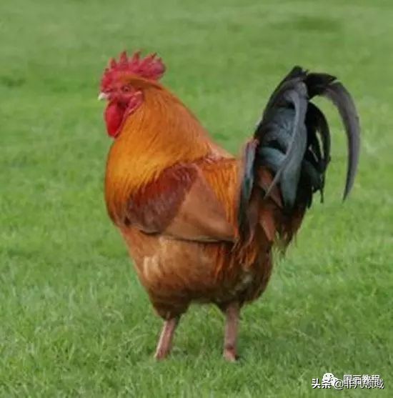 梁桂霖国画孔雀的画法视频,孔雀眼睛画法国画