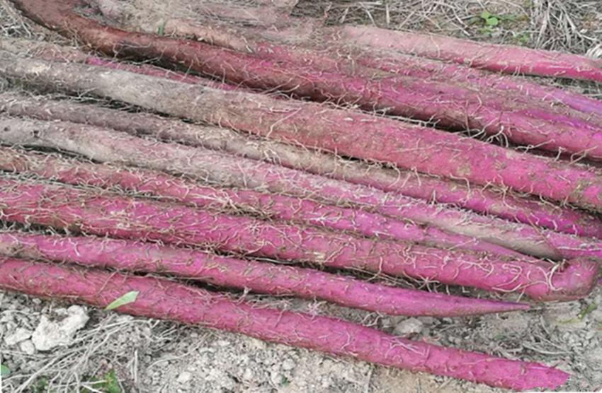 农村适合养殖和种植的项目有哪些,农村最赚钱的种植项目