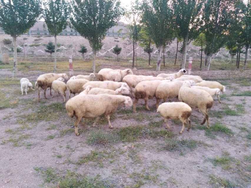 妊娠期母羊保胎是关键，老养殖户总结的这5点，实用又简单