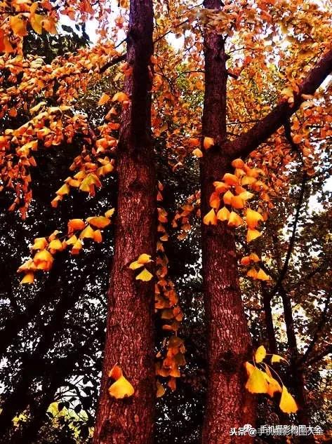 手机拍秋天摄影,记录秋天里的美好手机摄影