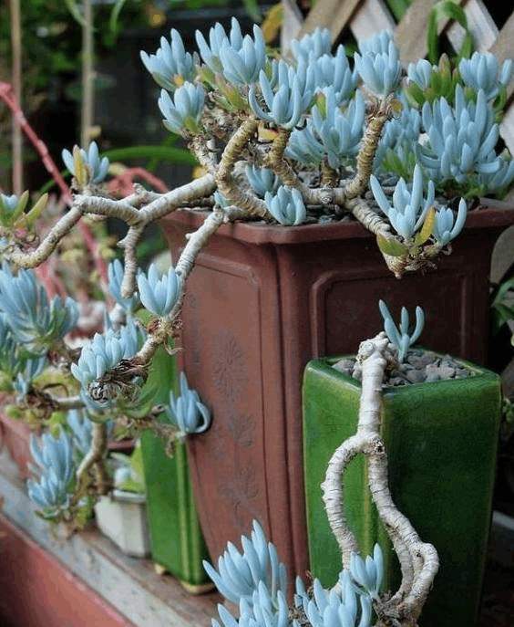 别被多肉假老桩“欺骗”,和真老桩不在一个档次,价格差几倍