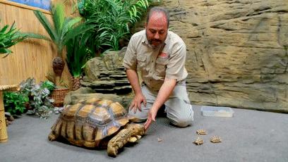 龟龟长大了,我滴个龟龟是什么意思