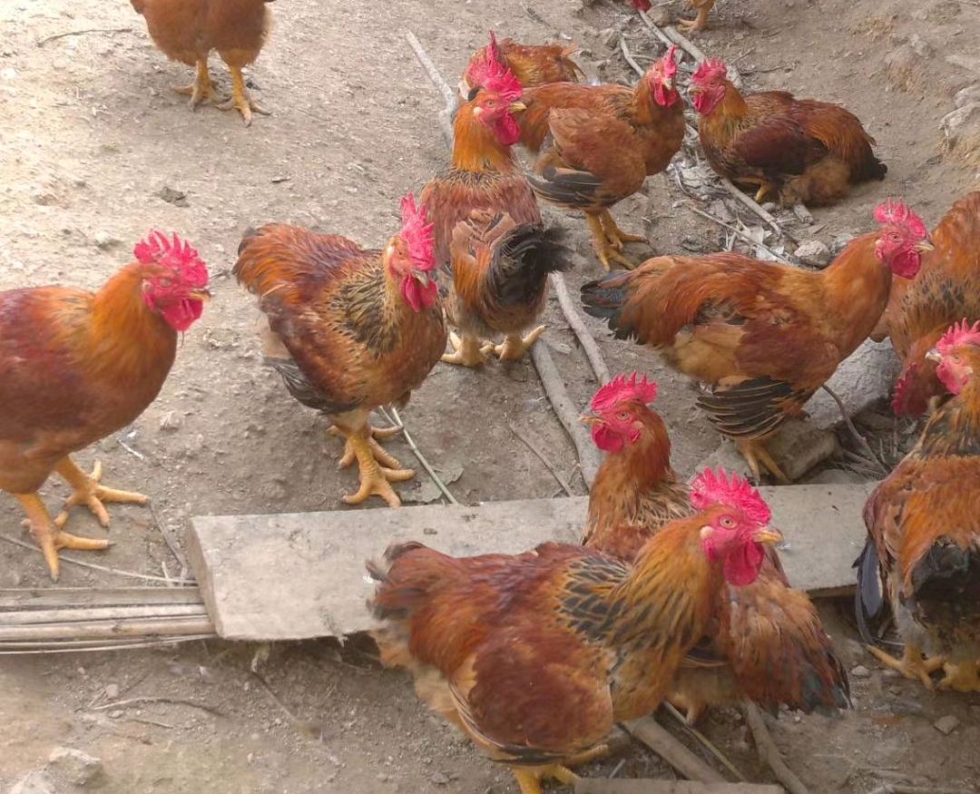 养鸡致富的方法和技术,养鸡技术知识大全怎样让鸡长得快