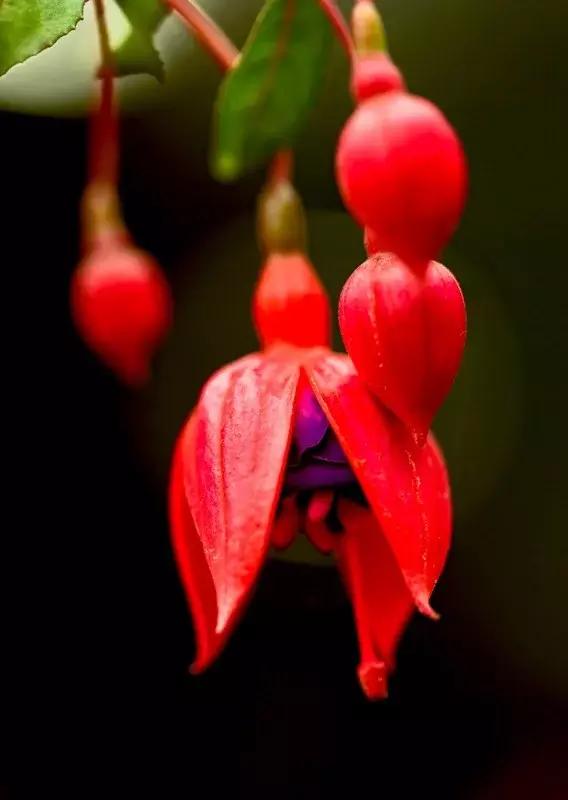 惊艳倒挂金钟,惊艳倒挂金钟图片