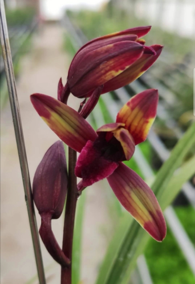 贵州毕节细叶蕙兰荷瓣花,贵州山上蕙兰开花