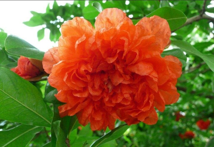 盆栽石榴树什么品种是甜的,石榴树带果实能用水培繁殖