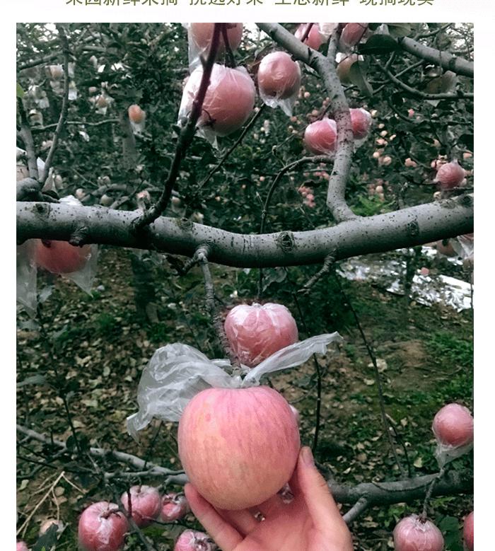 关于苹果的一些资料,关于苹果的问题