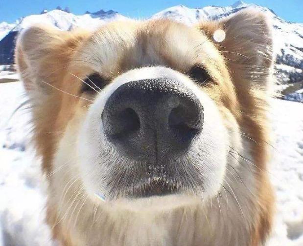 狗狗吃什么能变成黑鼻头,狗狗的黑鼻头变白是什么原因