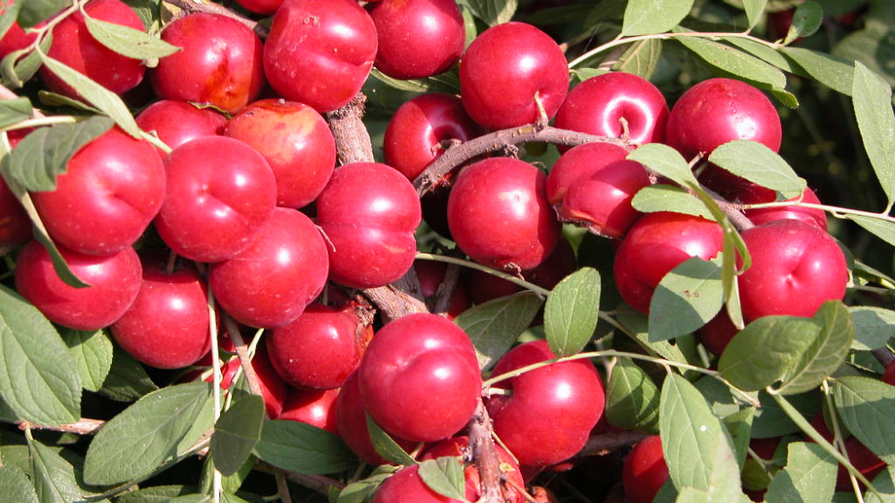 农村发现的这种野果你吃过吗,哪些野果是钙果