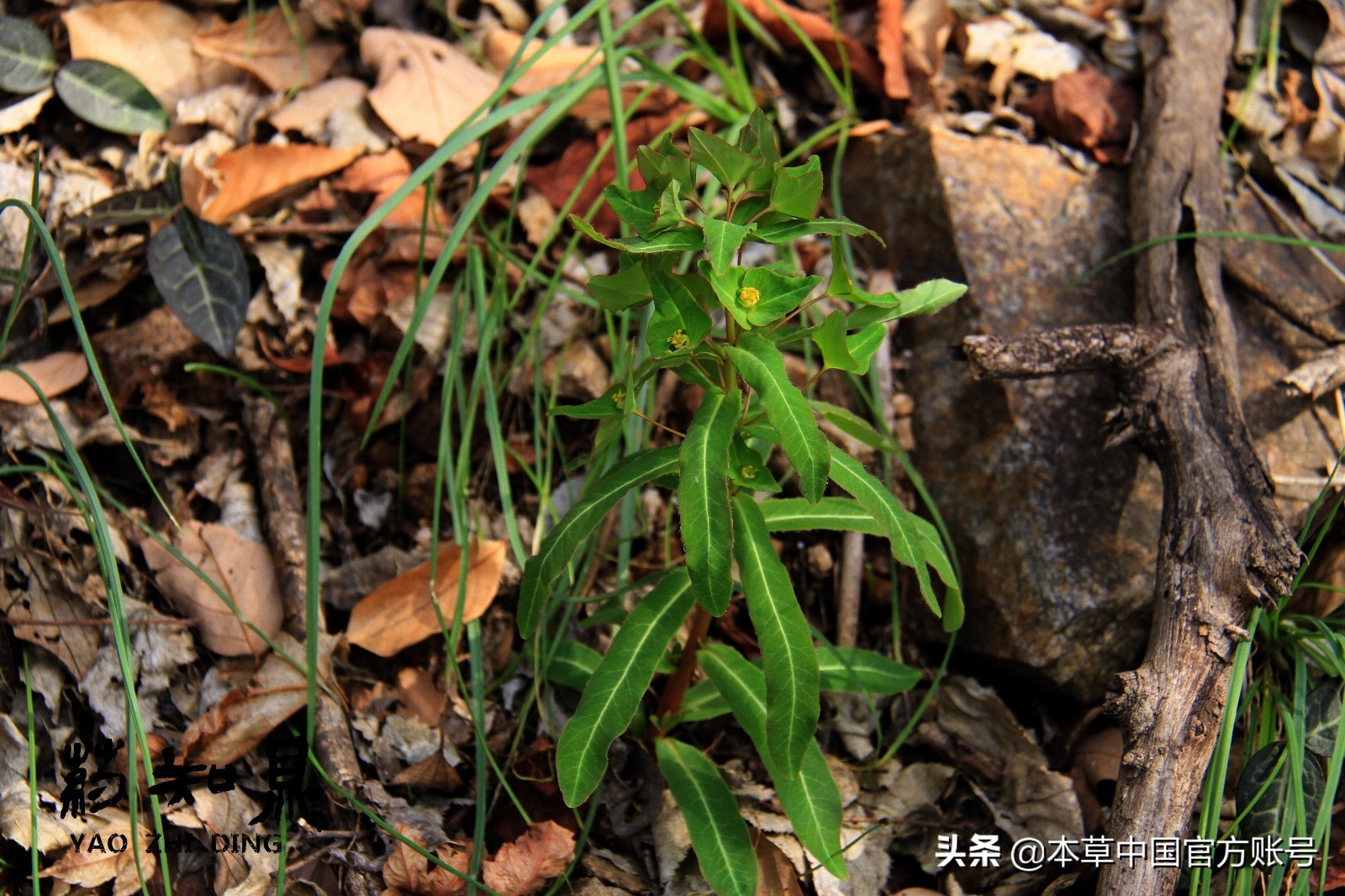 【本草百科·药知鼎——狼毒】花美却是恶毒之药，杀飞鸟走兽