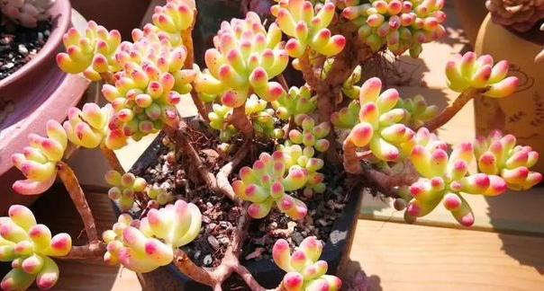 夏天温度高多肉怎么办,高温天气多肉处理方法视频