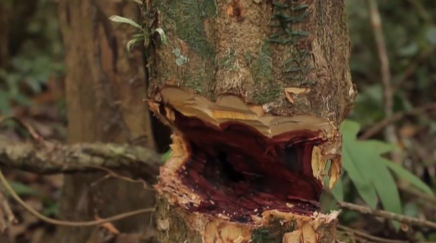 实拍非洲紫檀木*私走**全过程：护林员做*私走**，一根紫檀木赚三万