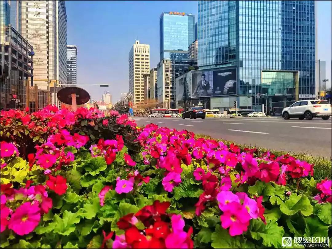 冰雪与花海齐飞！二月的四川美翻了......