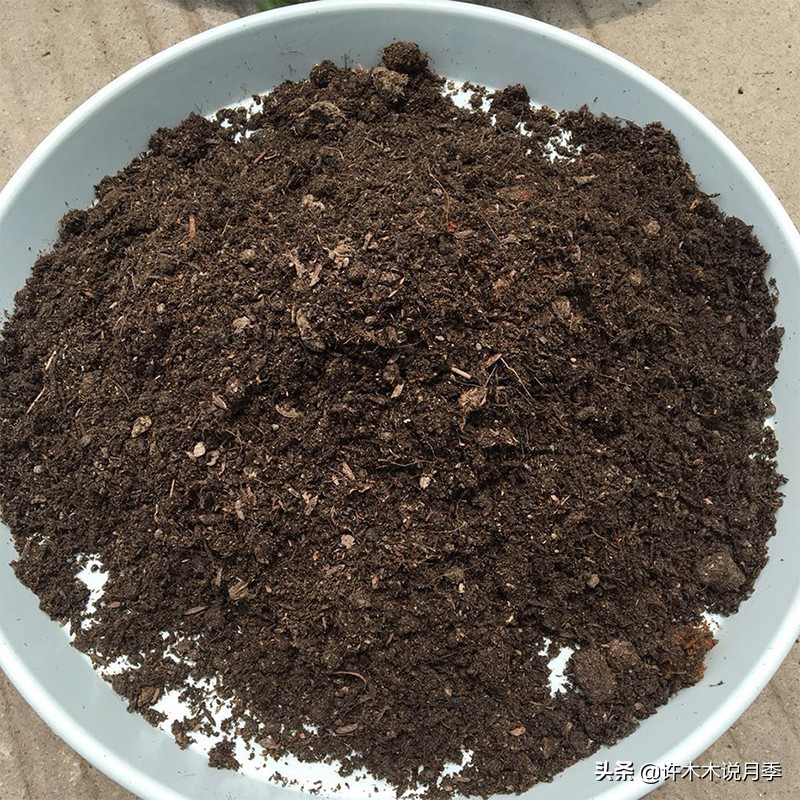 养月季不能忽视的10个问题，新手扫盲教程，快速入门月季养护