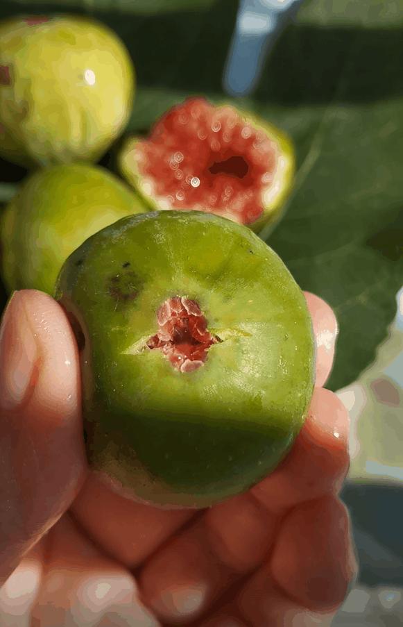 无花果吃之前怎么处理,干无花果为啥吃起来涩嘴