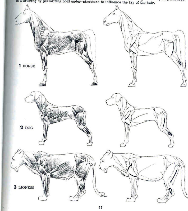 一百幅动物素描,近百幅动物画