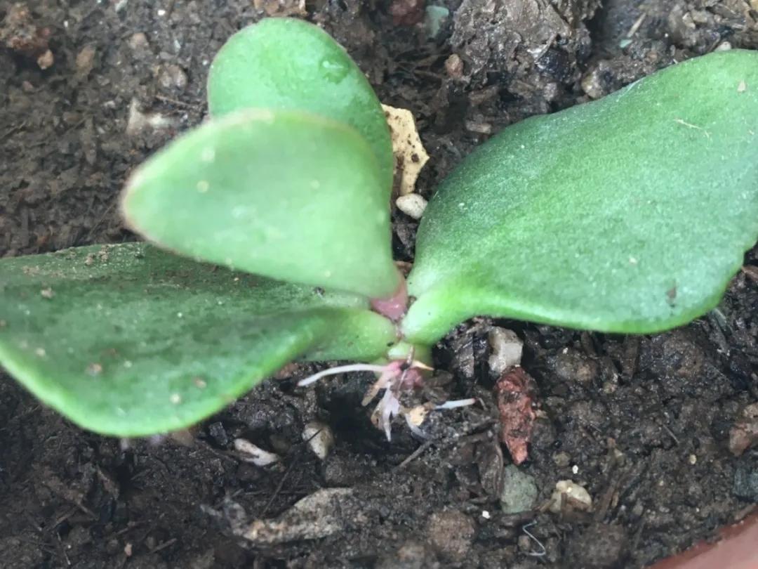 扦插花的养殖方法和技巧,养花扦插有妙招多肉