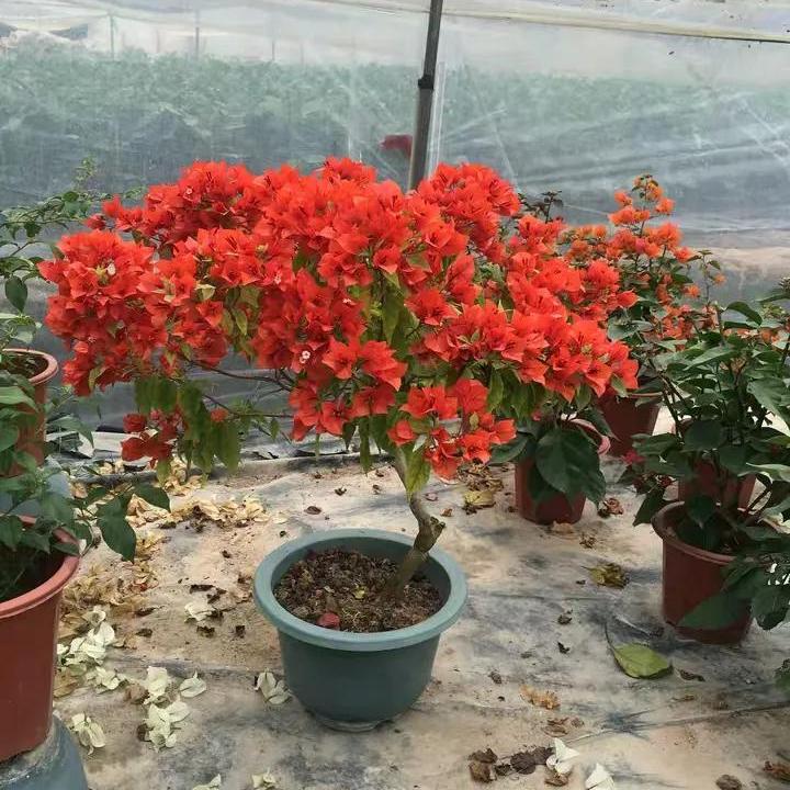 今年三角梅最火的品种,三角梅的品种图片及名称