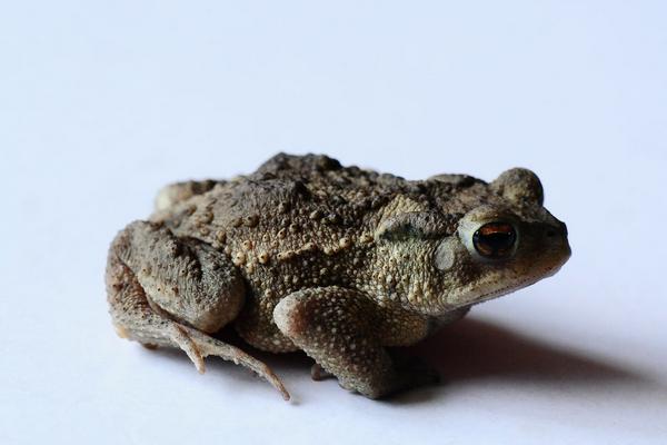 人工养殖石蛙的营养如何,石蛙可以人工养殖吗