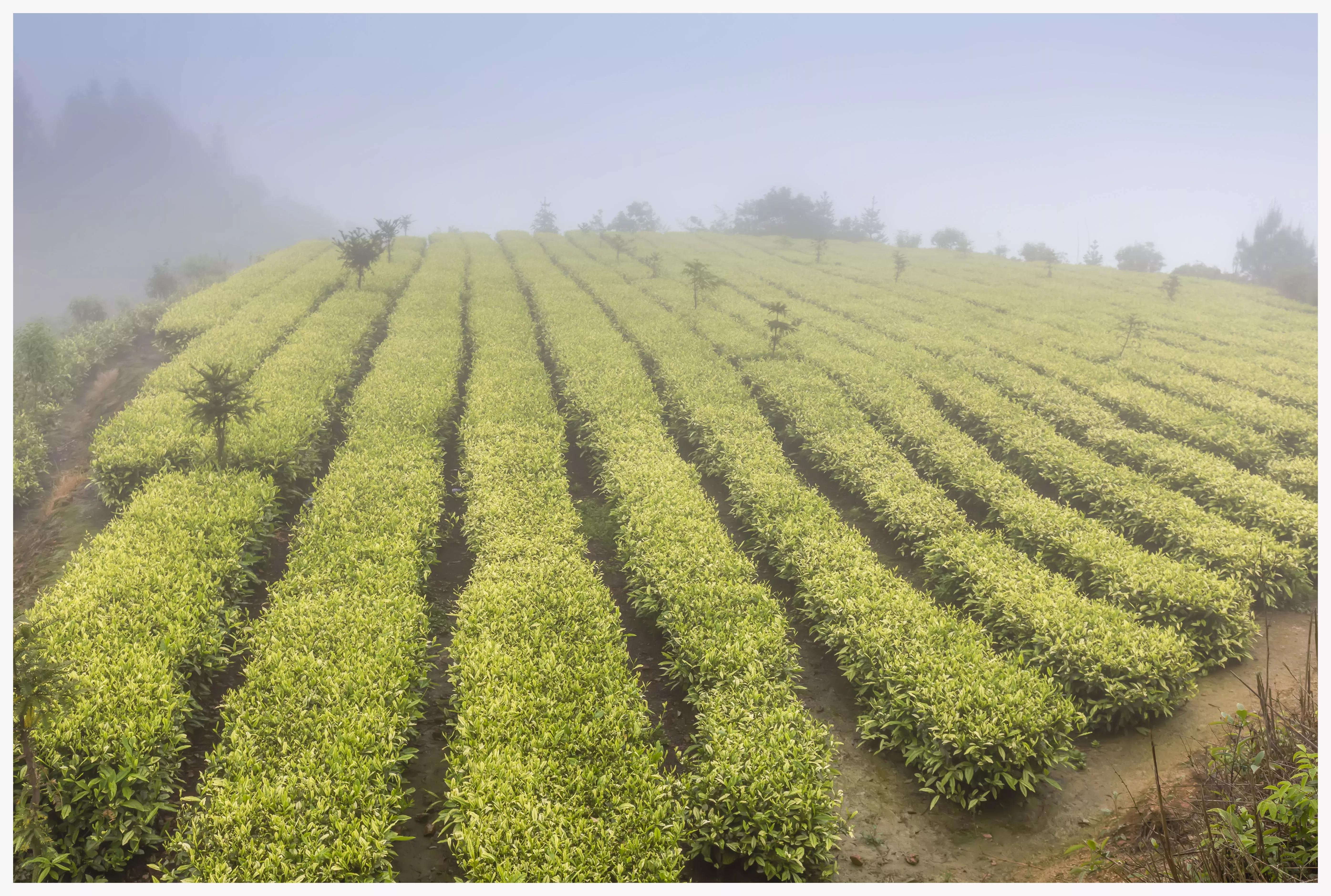 丽水遂昌深山秘境,遂昌姚岭山路