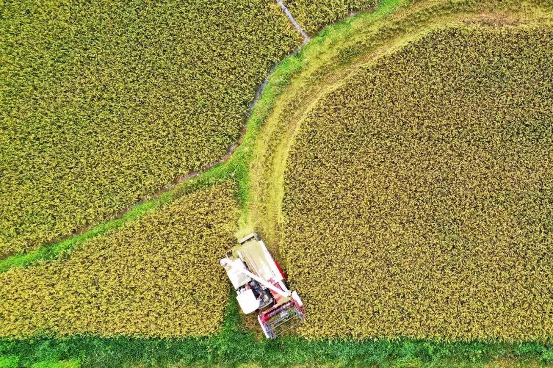 早稻收购价格最新行情,早稻价格最新行情