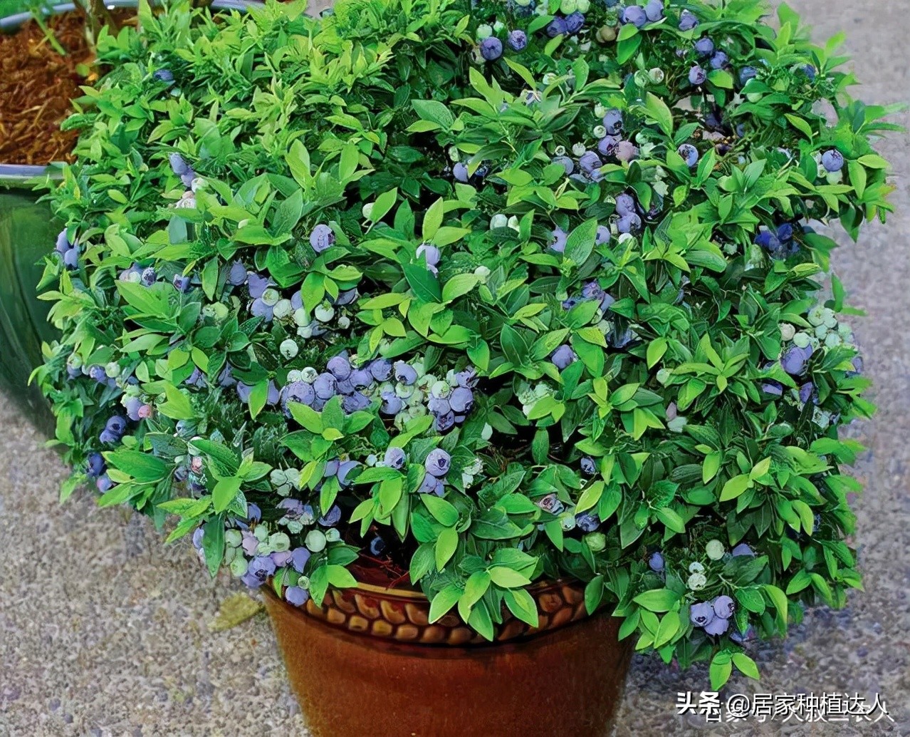 蓝莓怎么种结的果子会大一点,蓝莓阳台种植方法和注意事项