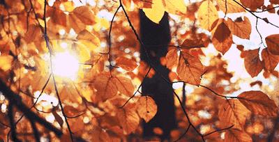 秋季去哪里？约上三五好友，一起来延边探寻山间野味！