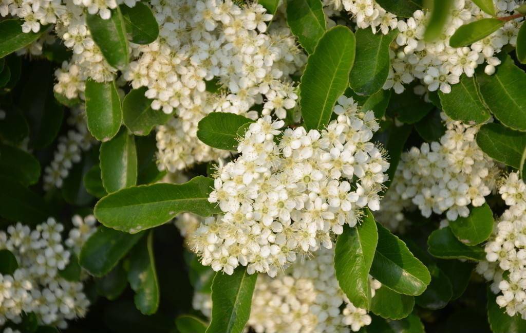 春天重庆区县景点,重庆网红景点区县
